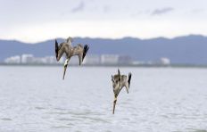 two-brown-pelicans-diving.jpg.838x0_q80